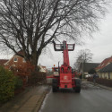 Træfældning